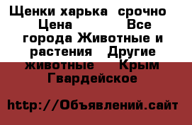 Щенки харька! срочно. › Цена ­ 5 000 - Все города Животные и растения » Другие животные   . Крым,Гвардейское